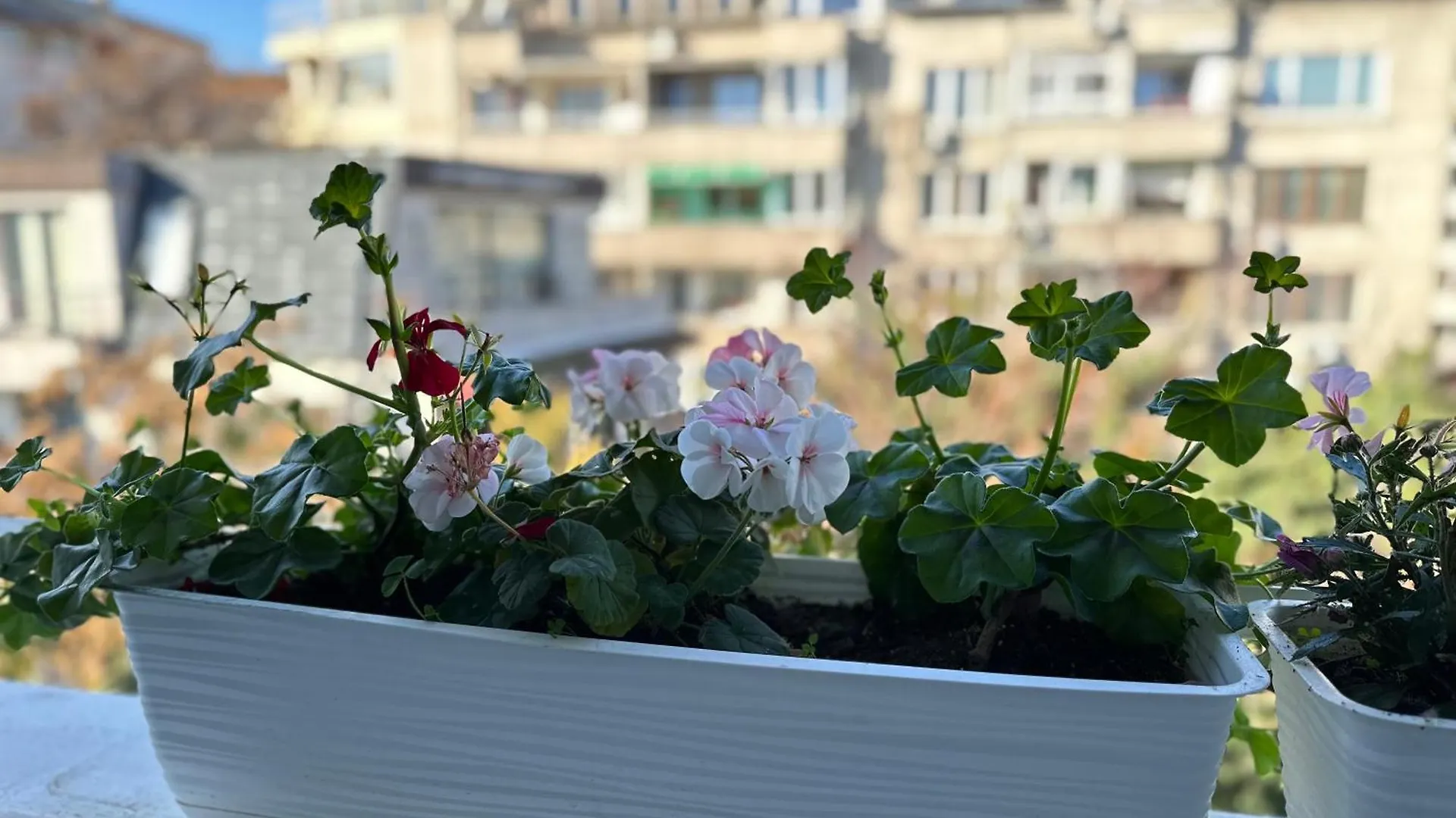 Something In French Apartment Burgas 0*,  Bulgaria